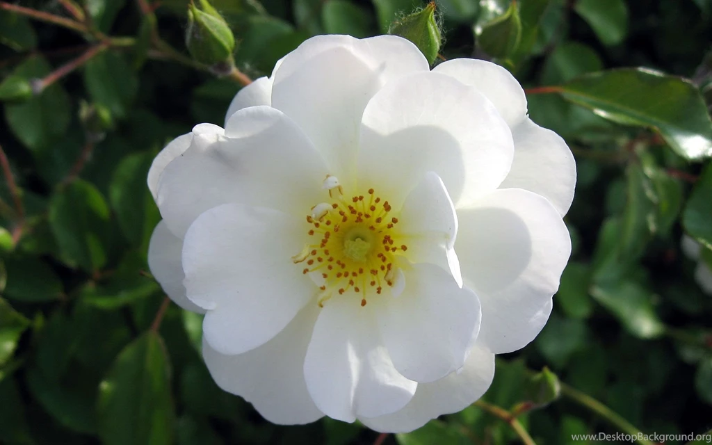 Flowers Wallpapers, Flower Photos, Exotic Flowers For Your Desktop ...