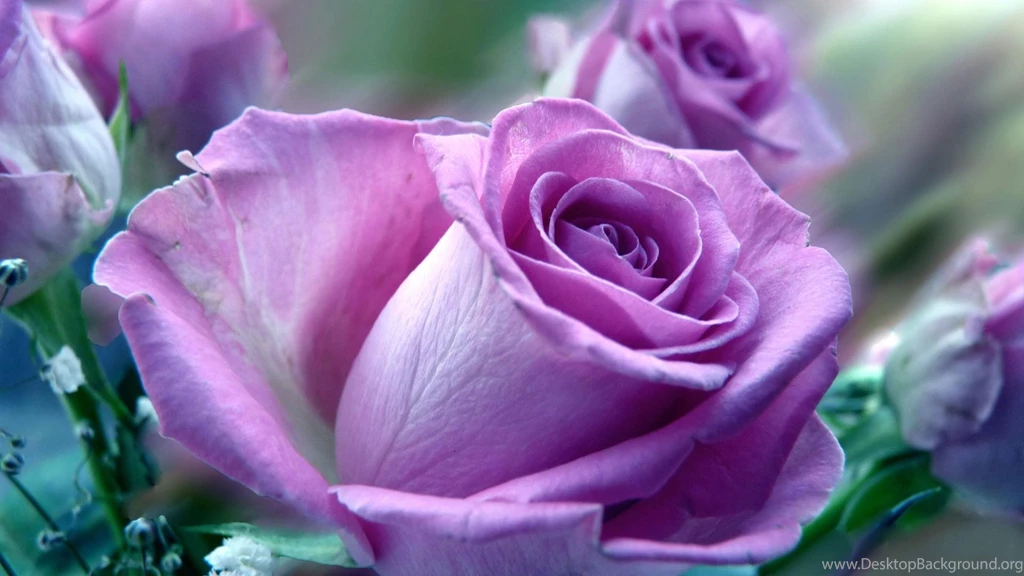 Rose Flowers Wallpapers Hd Backgrounds Wallpapers 54 Hd Wallpapers ...