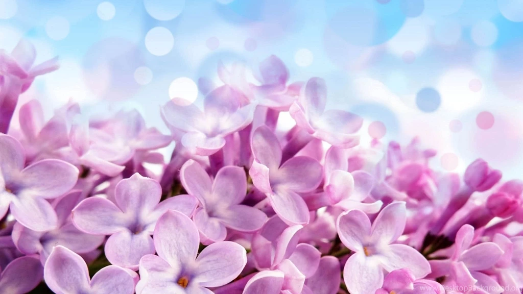 Download Wallpapers 2048x1152 Lilac, Flowers, Background, Bright HD ...