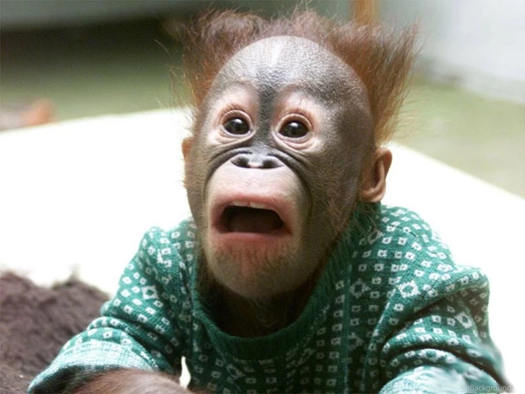 Crazy Monkey