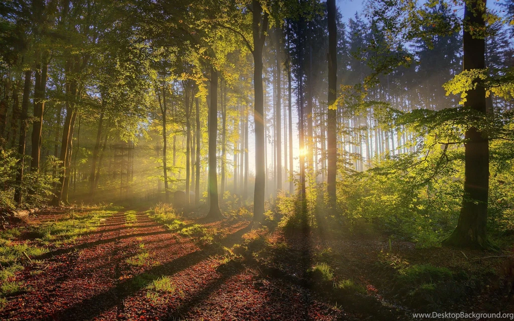 Landscapes Nature Trees Forest Sunlight Fresh New Hd Wallpapers ...