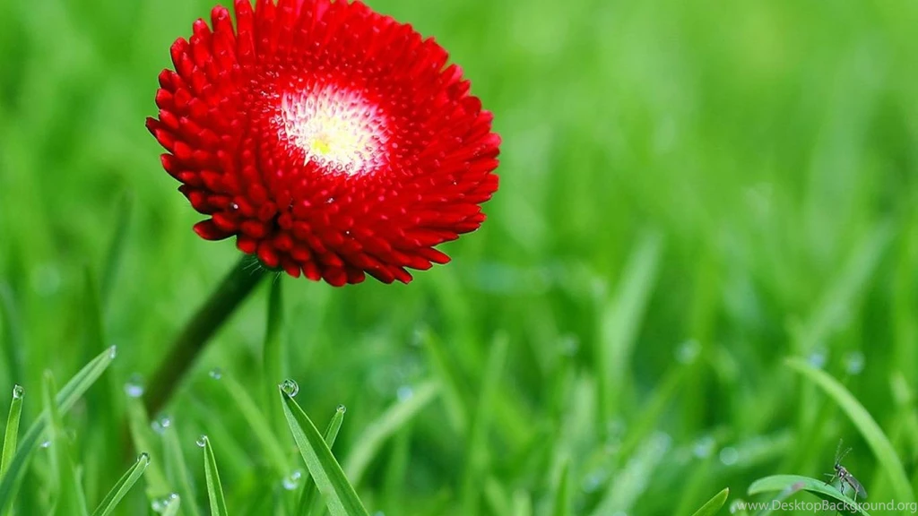 Nature Flowers Red Hd Wallpapers (