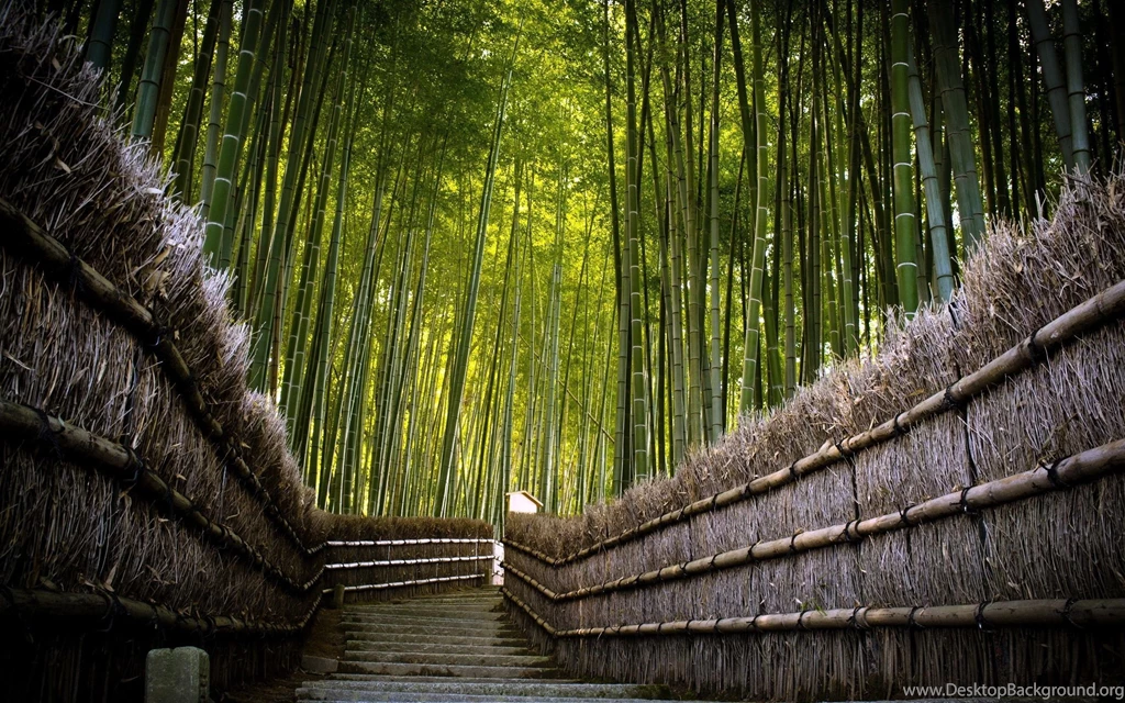 Bamboo Trees Wallpapers : Desktop And Mobile Wallpapers : Wallippo