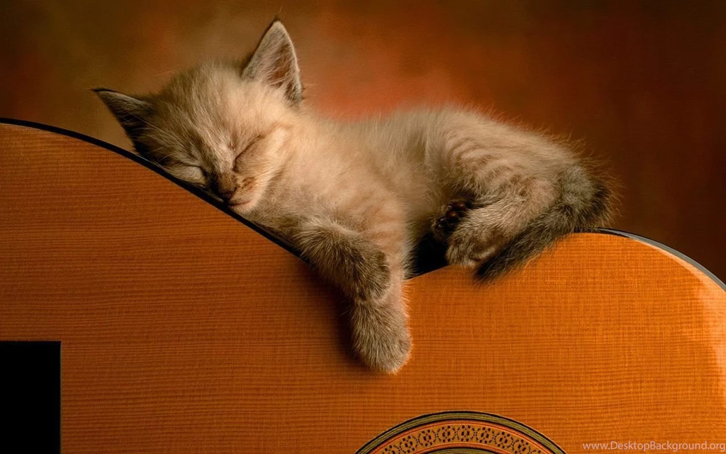 Cute Kitten Wallpapers Kittens Wallpapers 16094679 Fanpop ...