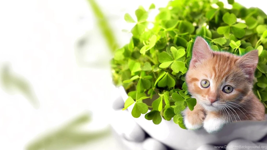 Kitten Wallpapers High Resolution