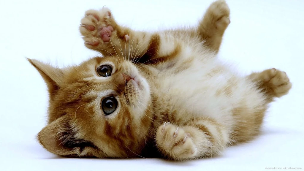 Kitten On His Back Wallpapers For iPhone 4