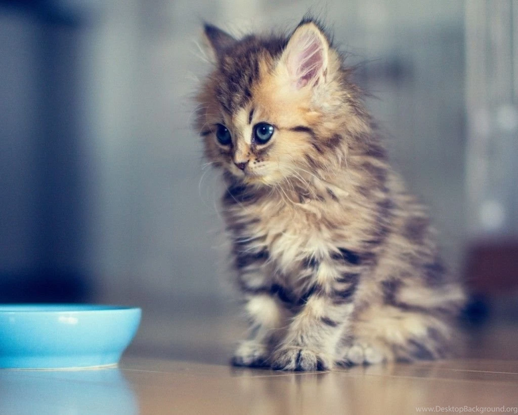 Gallery For Cool Kitten Backgrounds