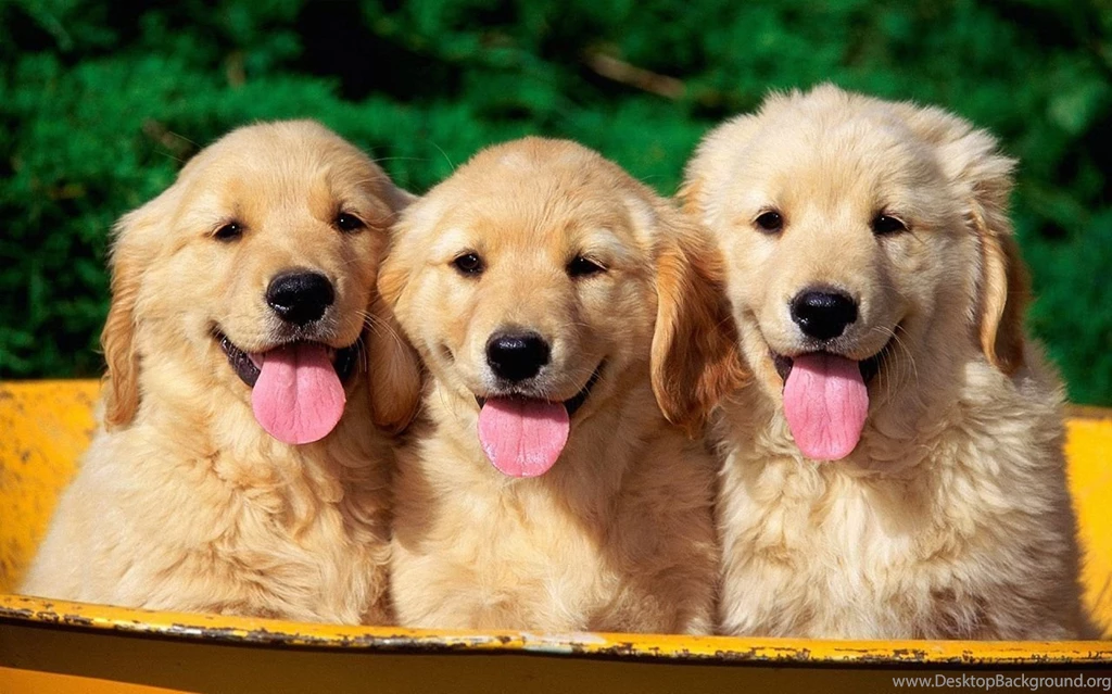 1280x800 Golden Retriever Puppies Wallpapers