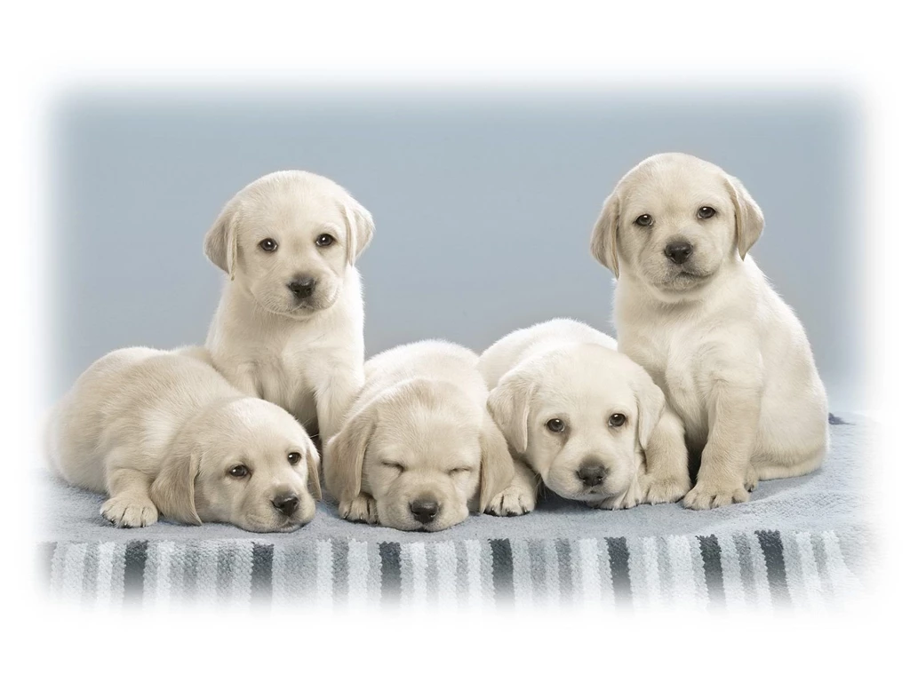 Puppies Wallpapers 222 Widescreen Wallpapers Hivewallpapers Com ...