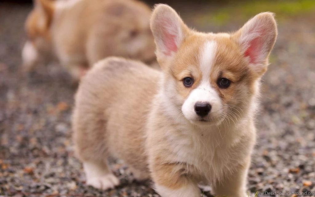 1920x1200 Corgi Puppy Wallpapers