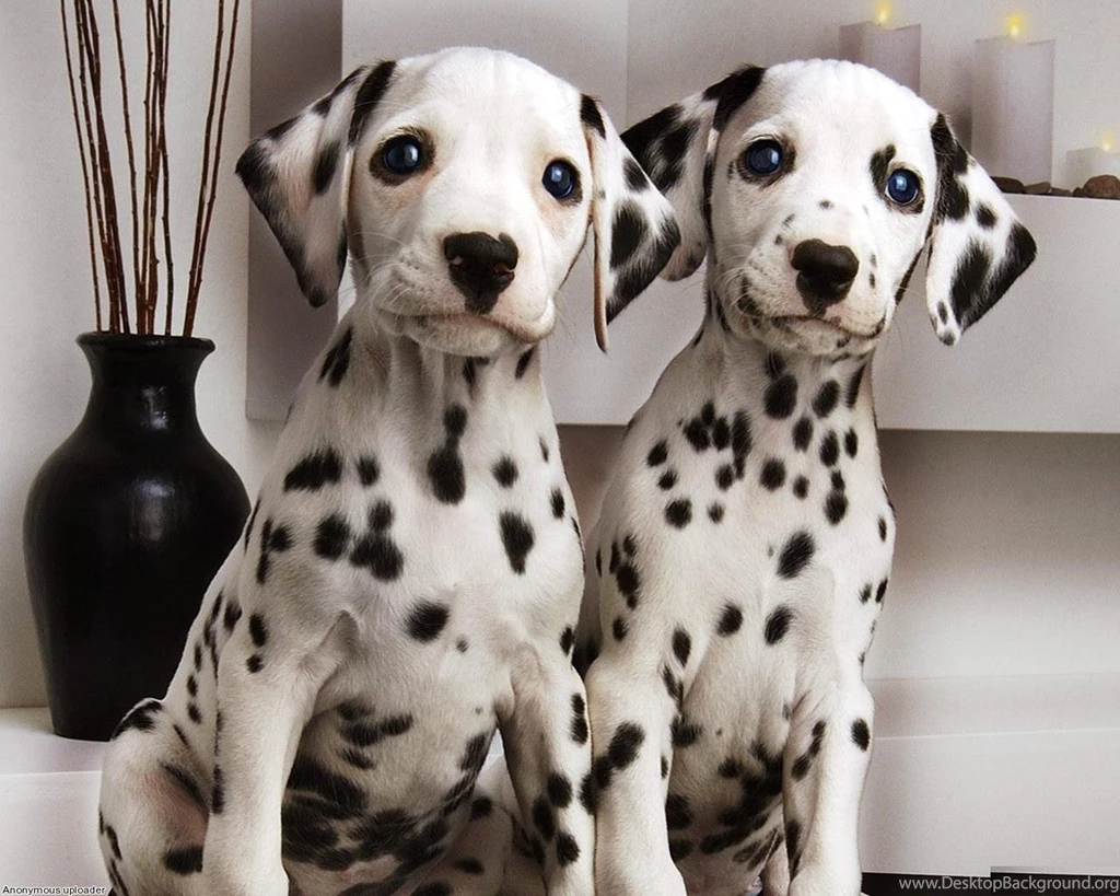 Dalmatian Dog HD Wallpapers