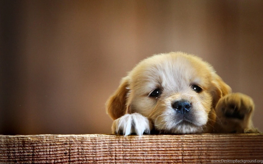 Wallpapers Very Cute Little Puppy   HD Wallpapers Expert