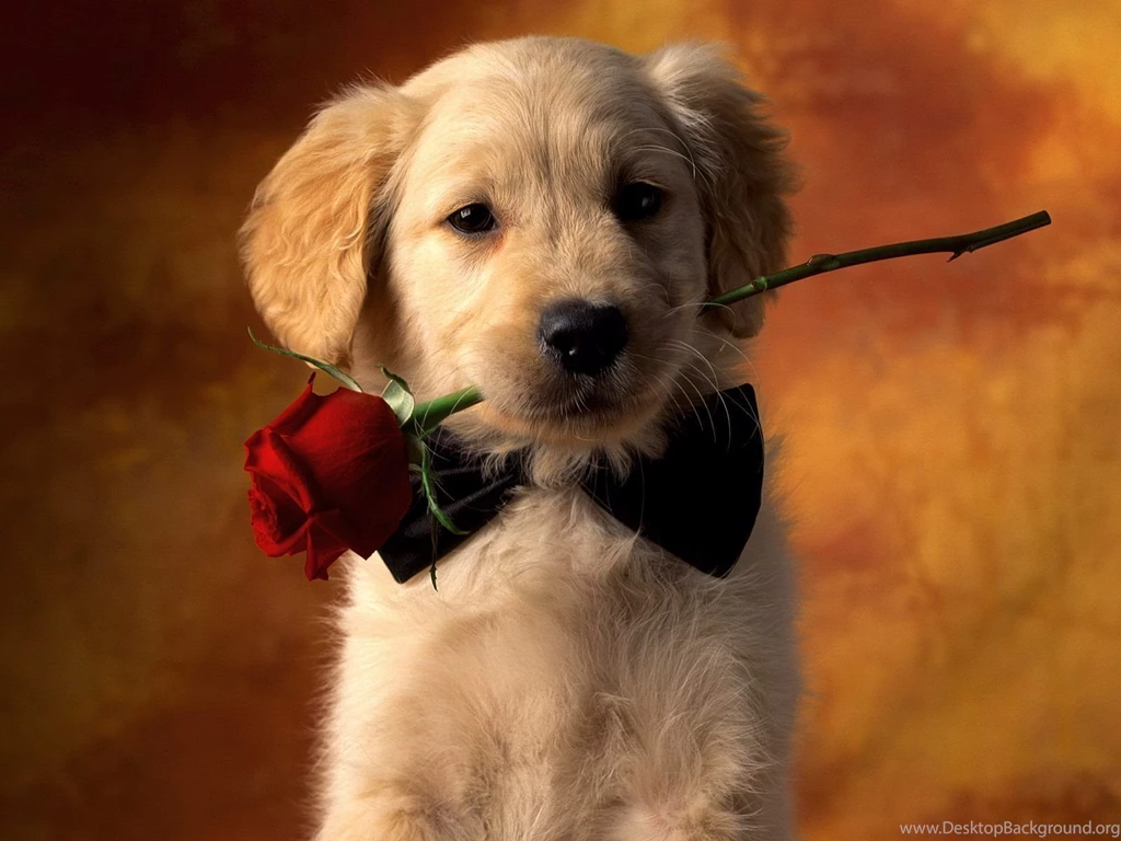 Puppy Wallpapers HD Resolution