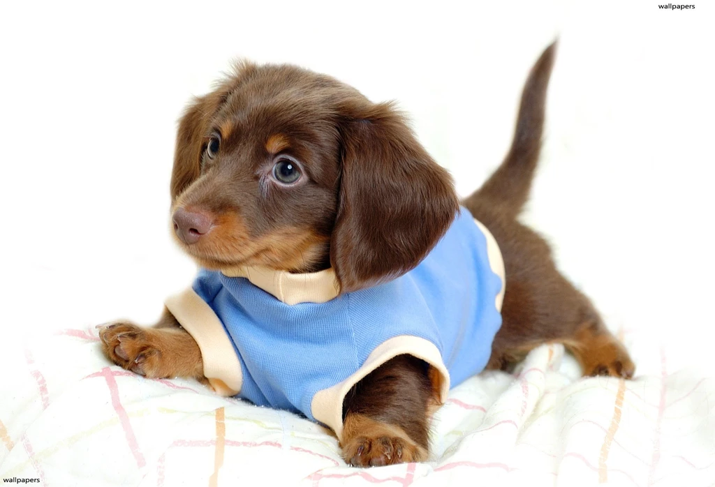 Puppies Wallpapers Widescreen 22 Wide Wallpapers Hivewallpapers Com ...