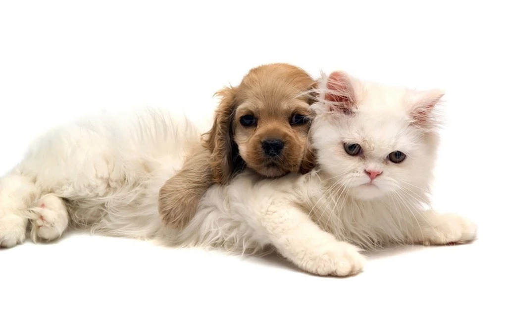 Puppies Widescreen 2015