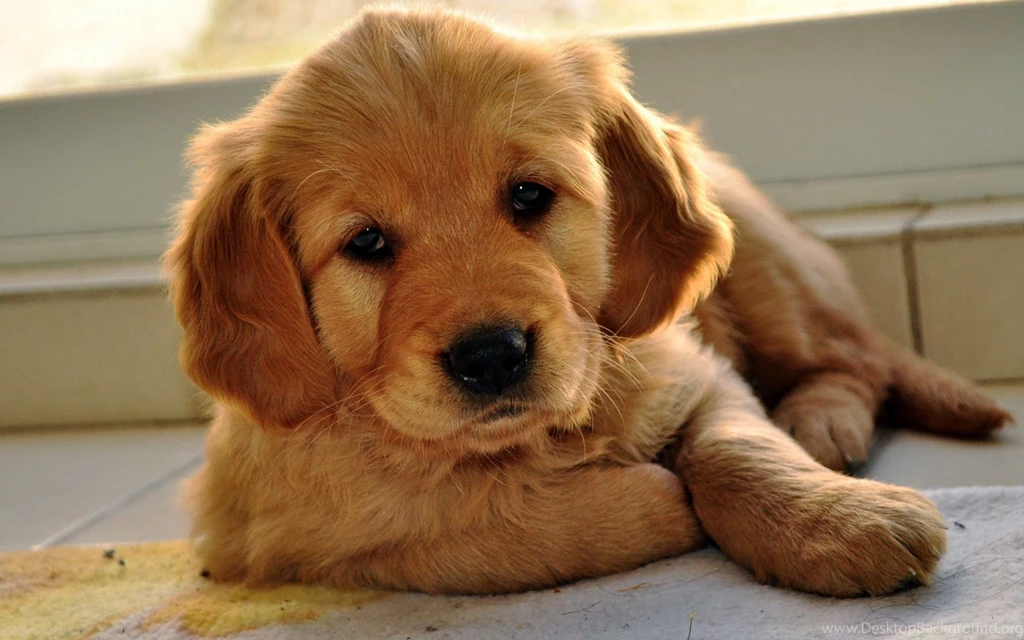 10 Free Golden Retriever Puppies HD Wallpapers