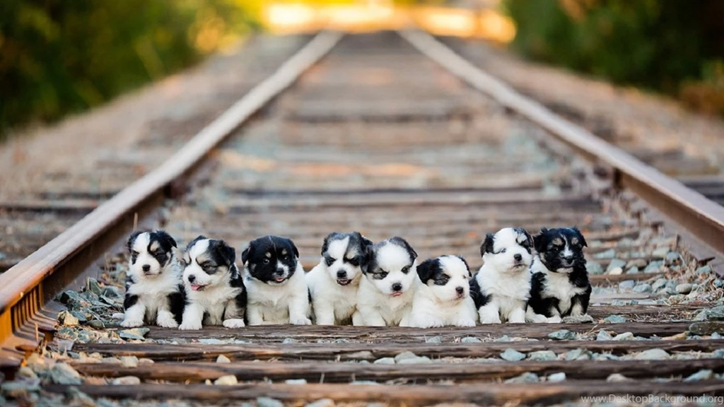 HD Quality Cute Husky Puppies 19 Animals HD Wallpapers ...