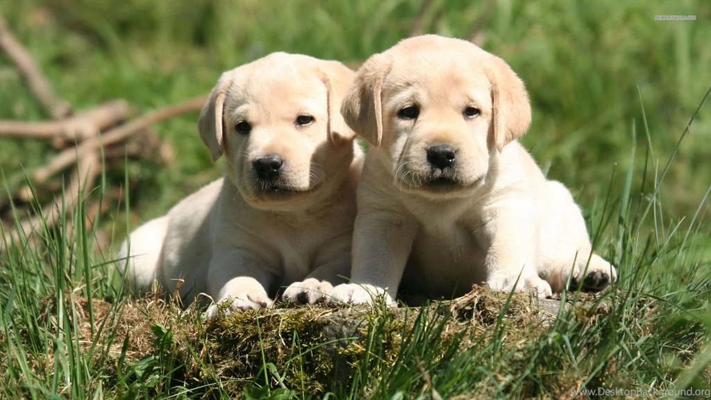 Labrador Puppy Wallpapers Www Wallpapers Free Download Com ...