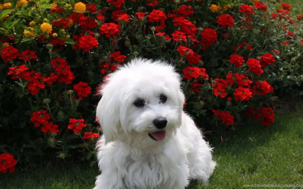 Happy Puppies Wallpapers HD Widescreen Wallpapers At GetHDPic.com