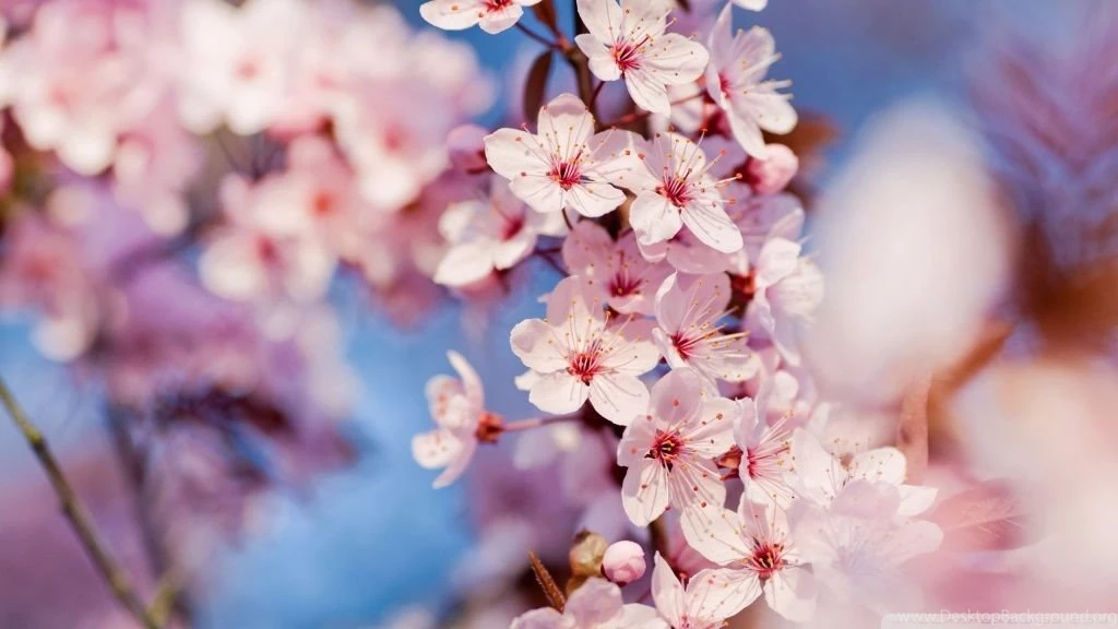 Cherry Blossom HD Desktop Wallpapers : Mobile : Dual Monitor