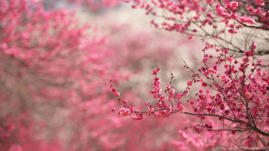 Description The Wallpapers Above Is Spring Cherry Blossom Hd ...
