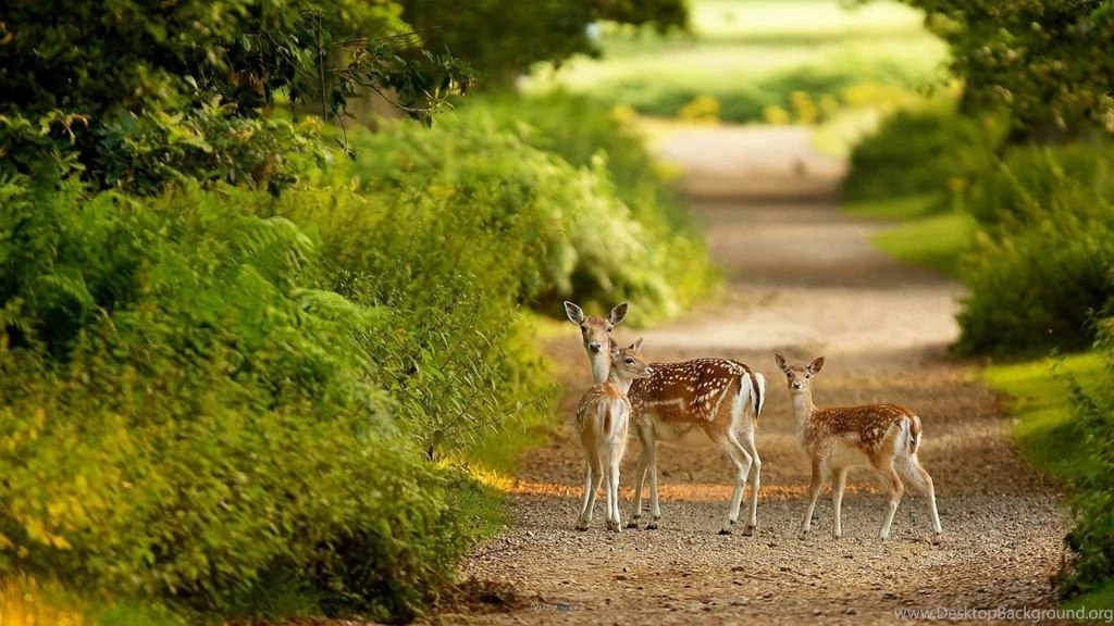 1366x768 Lovely Deers Wallpapers
