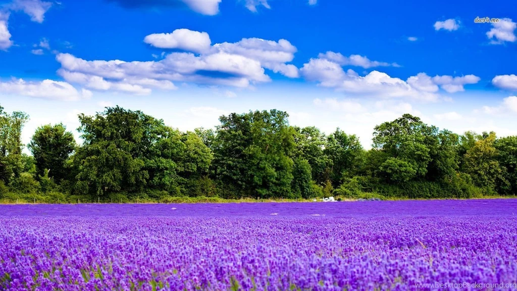 Lavender Field Wallpapers Nature Wallpapers