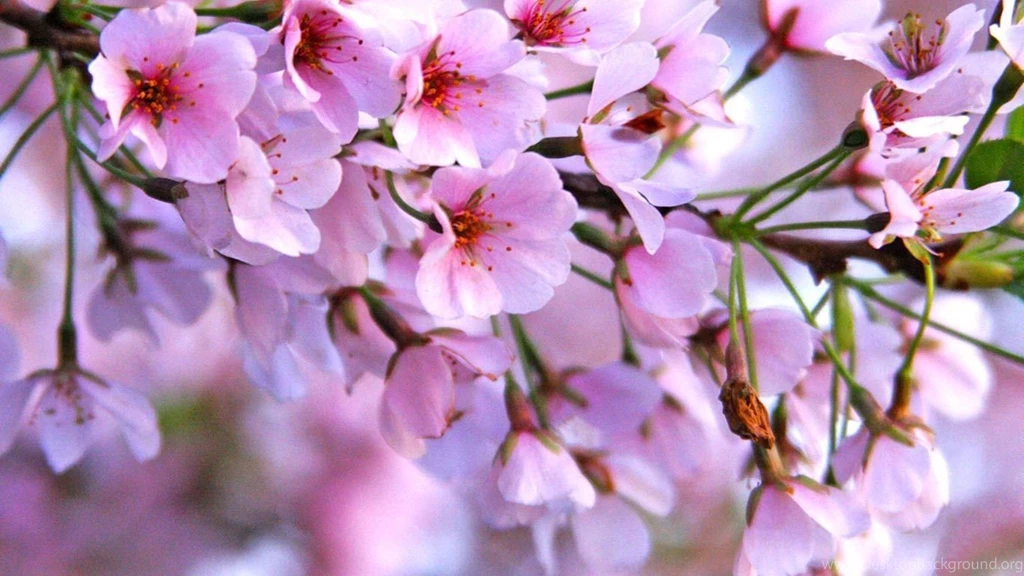 Cherry blossoms HD wallpaper 02.jpg