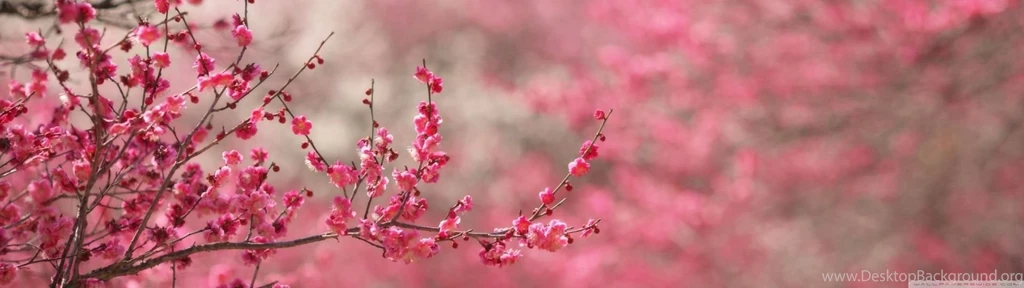 Sakura Cherry Blossom HD Desktop Wallpapers : High Definition ...