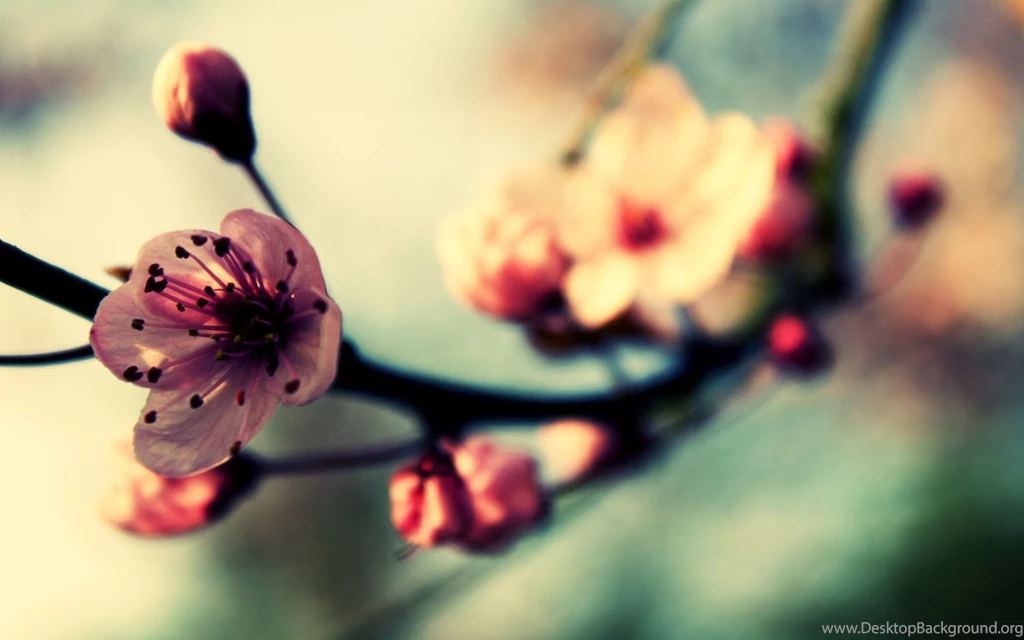 Download Cherry Blossom HD Wallpapers
