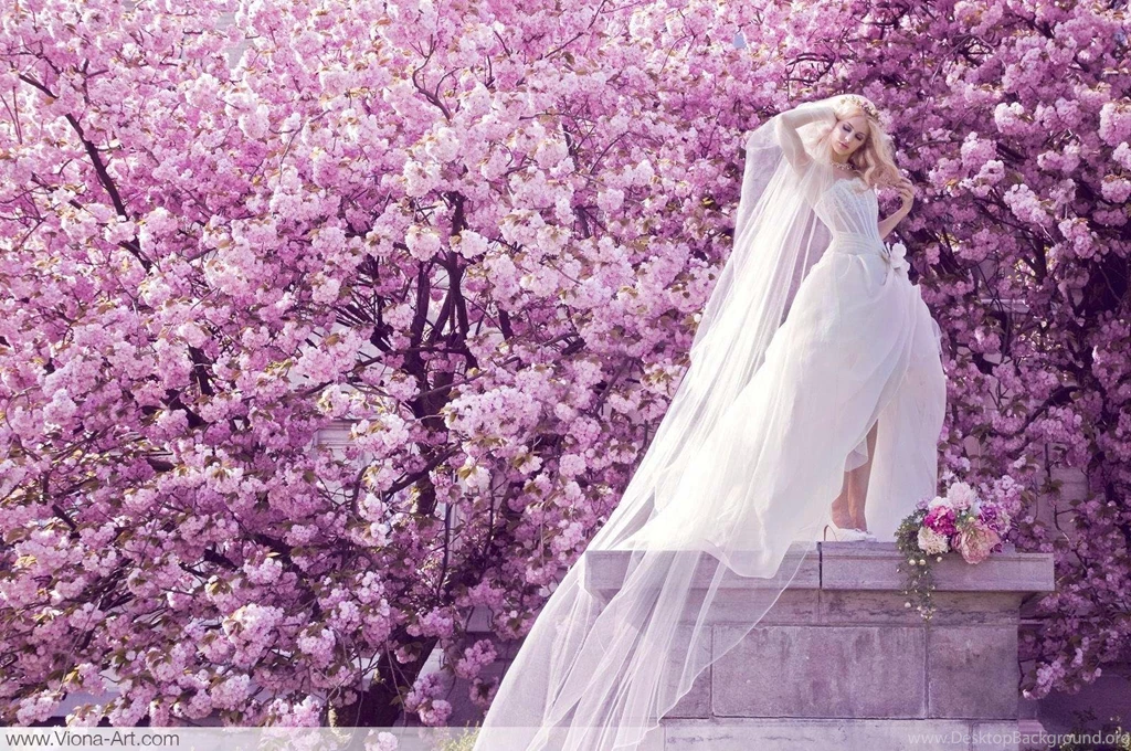 Top Cherry Blossom Desktop Background Images For Pinterest