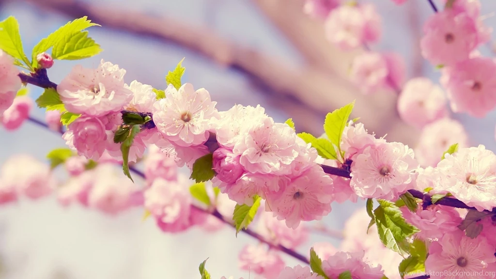 Cherry blossom wallpaper_1.jpg