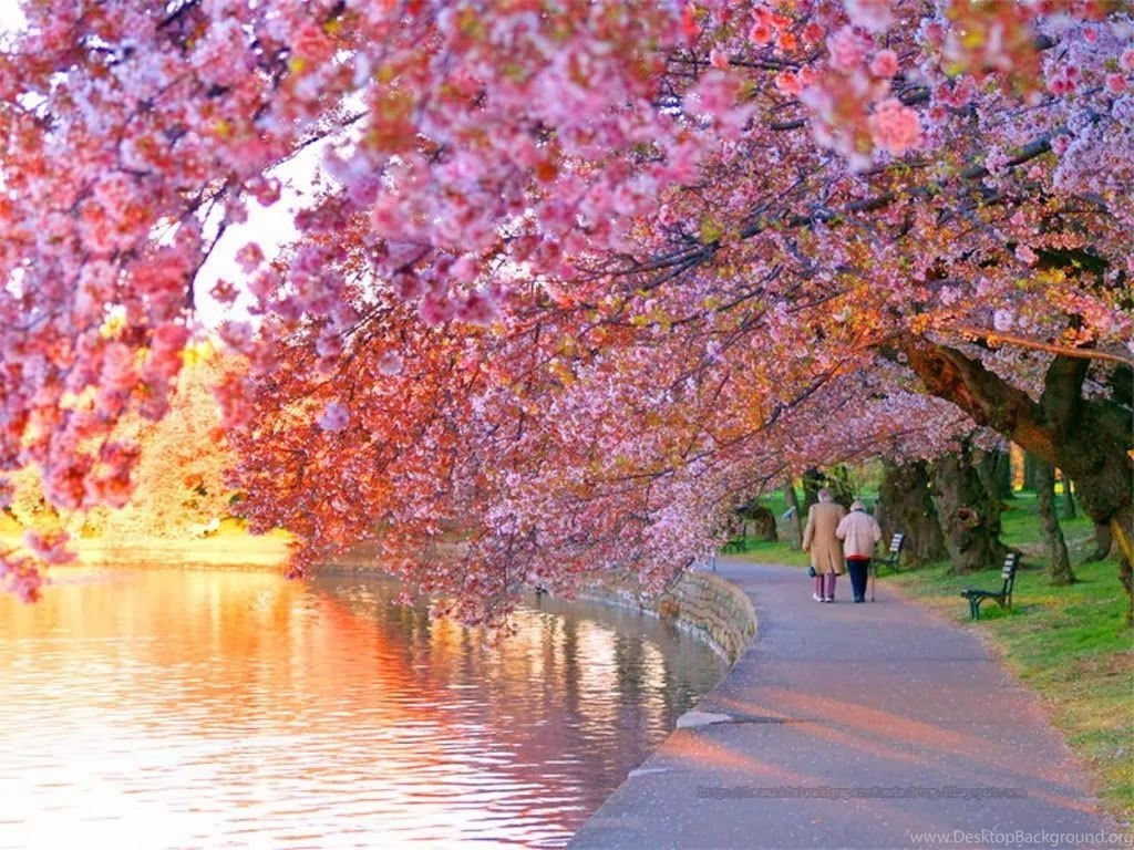 Blossom Wallpapers HD Wallpapers Lovely