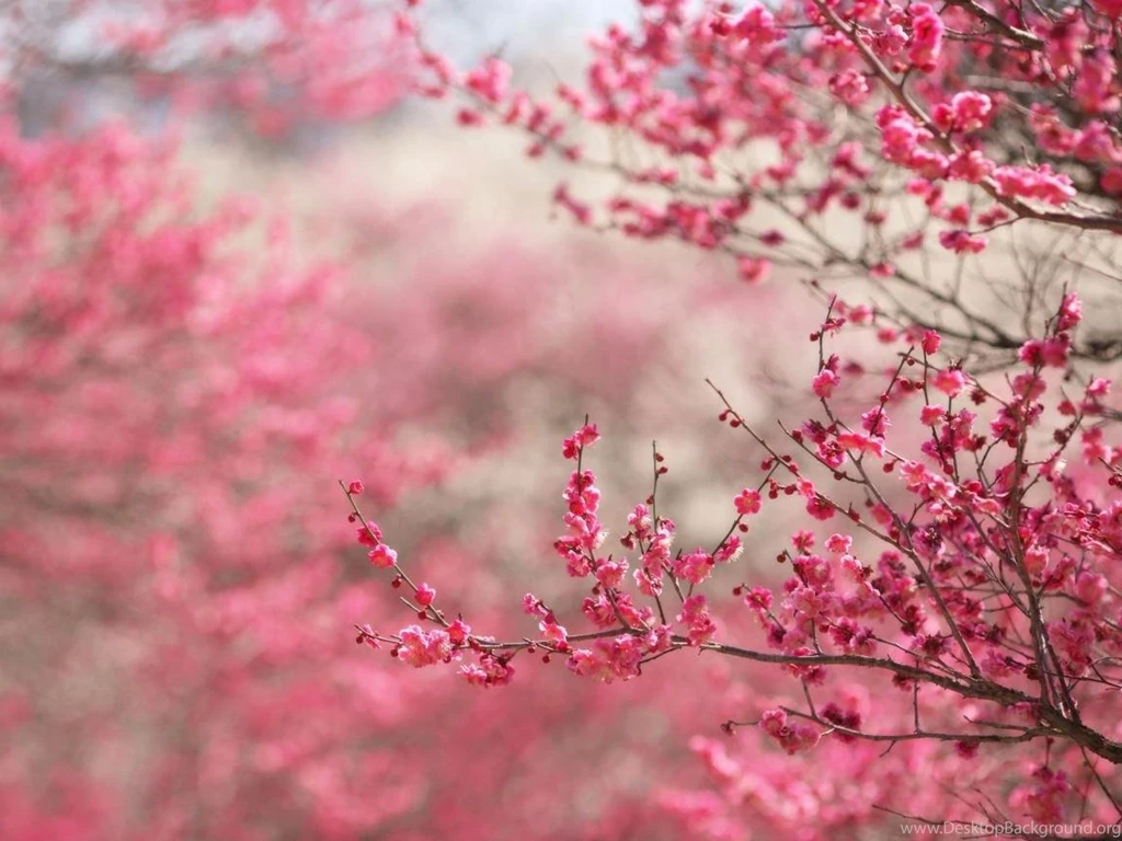 Cherry Blossoms Hd Wallpapers Hd Wallpapers Inn