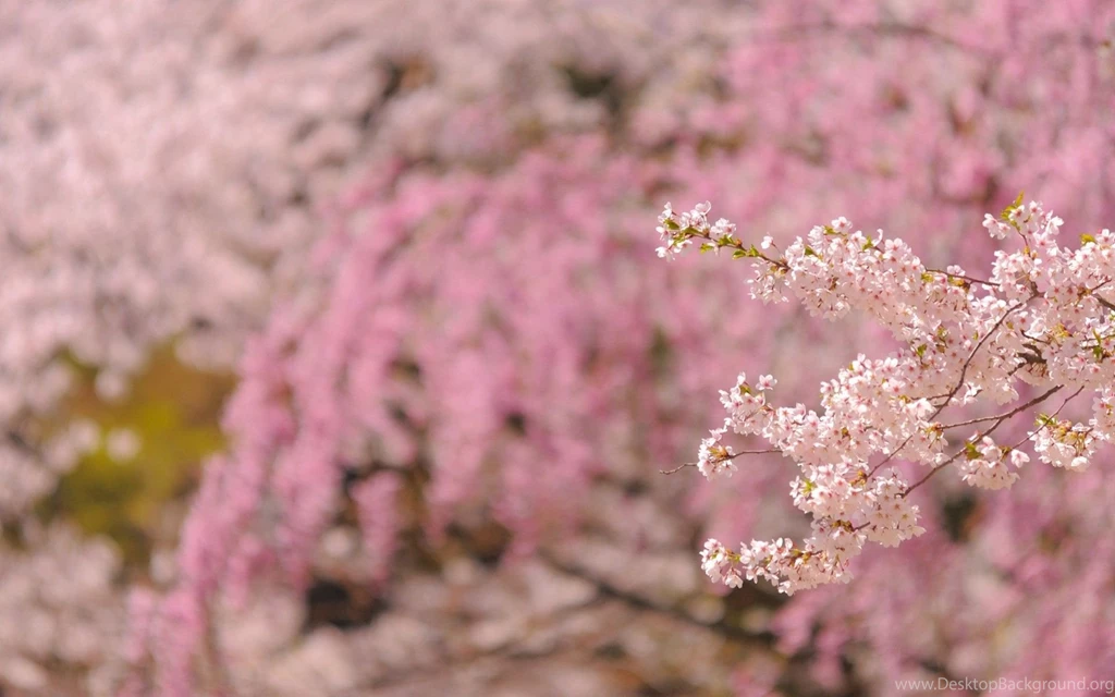 Japan Cherry Blossoms Flowers Spring Season Fresh New Hd Wallpapers ...