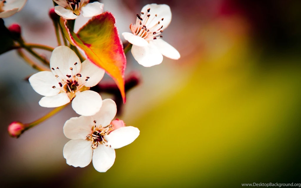 Cherry Blossoms Flowers