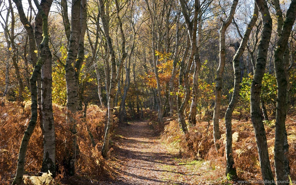 Woods Backgrounds Wallpapers 103139