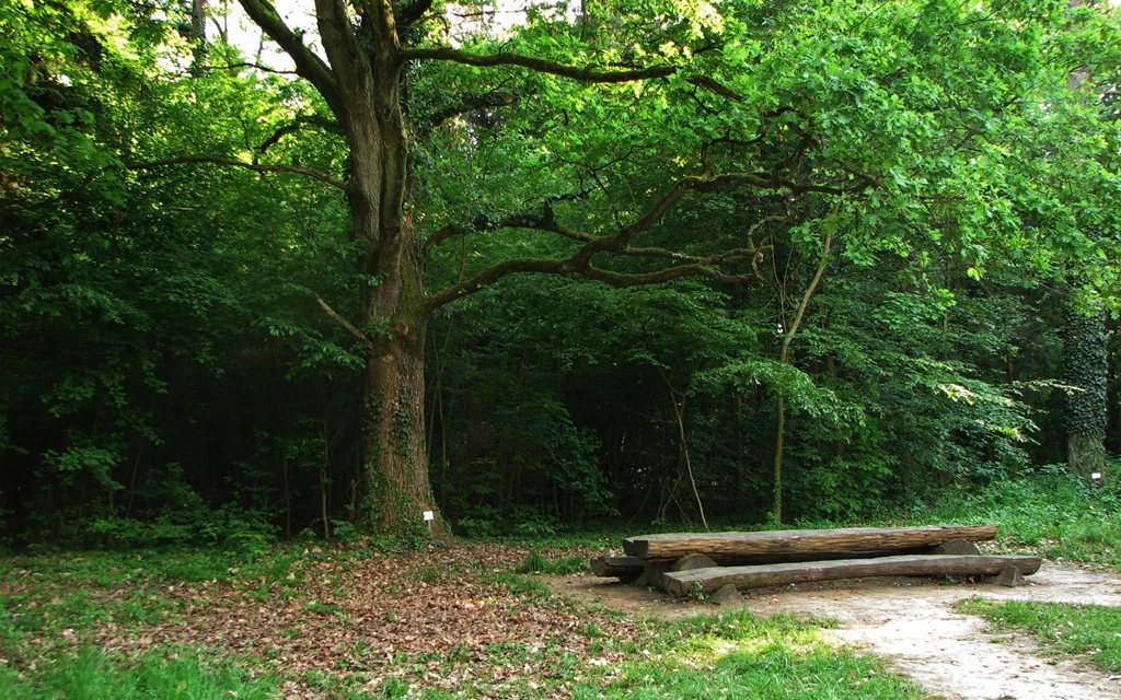 Bench In The Woods Backgrounds