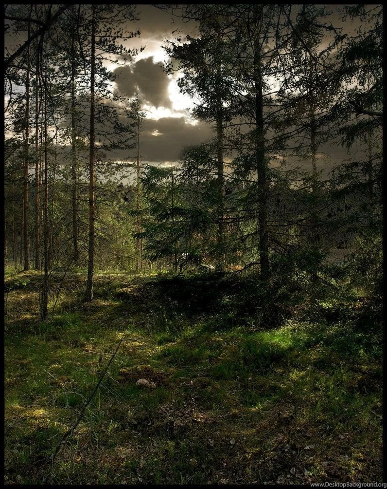 Backgrounds Woods By Eirian stock On DeviantArt