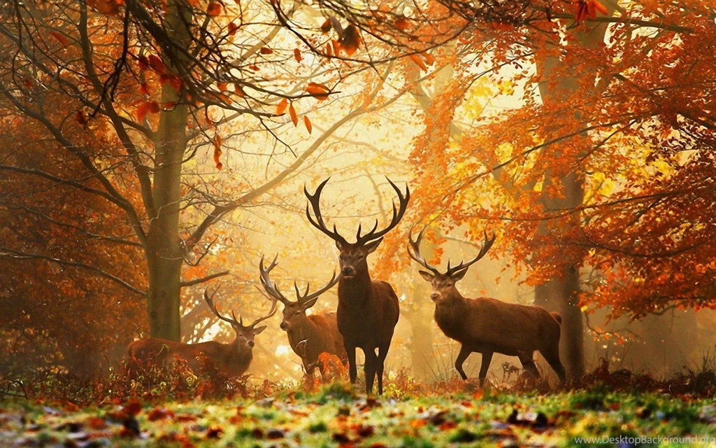 Deer In The Woods Wallpapers And Images   Wallpapers, Pictures, Photos