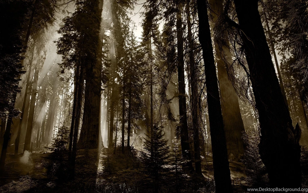 Top Dark Trees Images For Pinterest