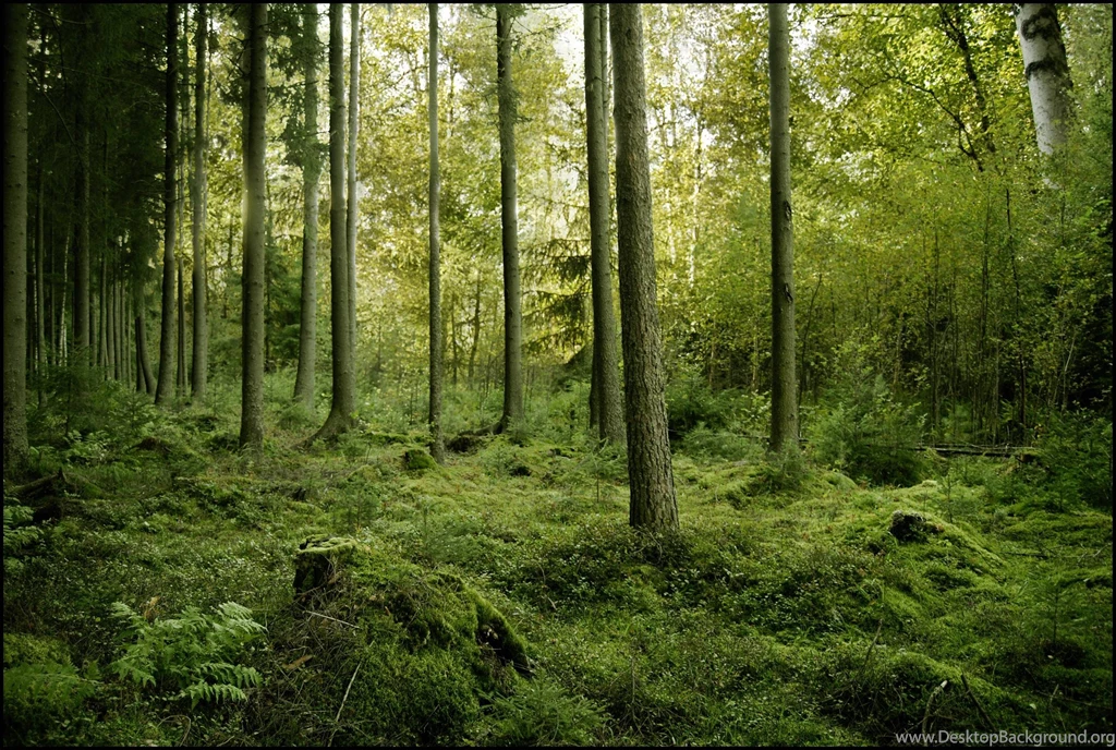 Forest Woods Backgrounds Wallpapers Hd 10354 Wallpapers Forwallpapers ...