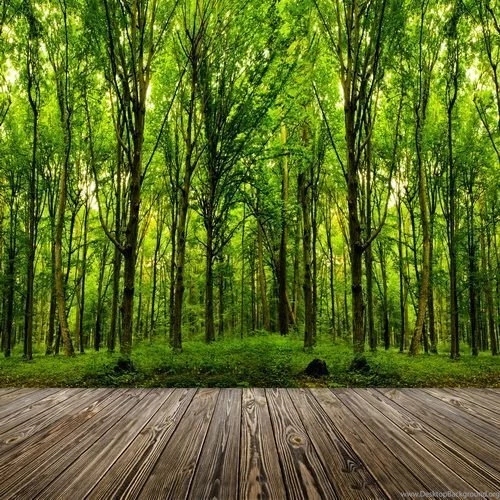 Popular Backgrounds Forest Buy Cheap Backgrounds Forest Lots From ...