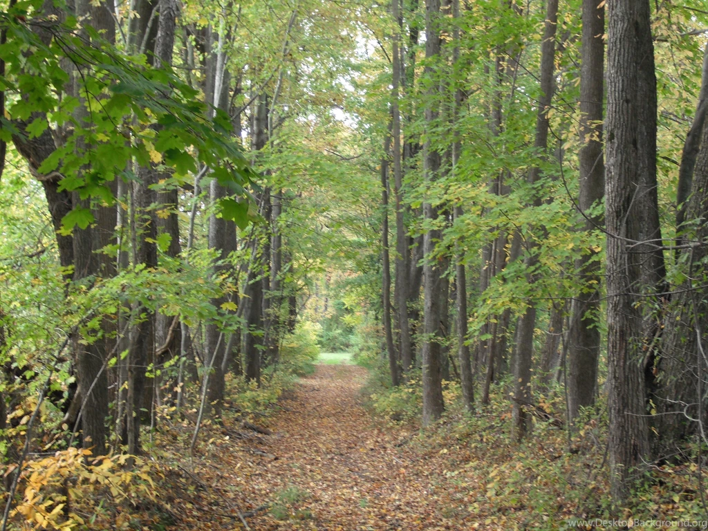 Top Golden Path Woods Through Images For Pinterest
