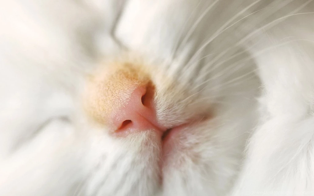 Cat Person Wallpapers And Images Wallpapers, Pictures, Photos