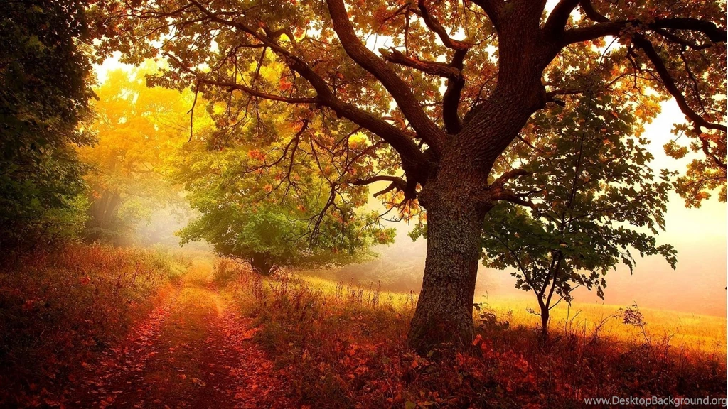 1600x900 Nature In Autumn Wallpapers