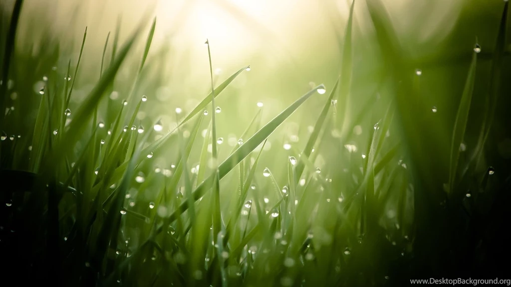 Wet Grass Wallpapers