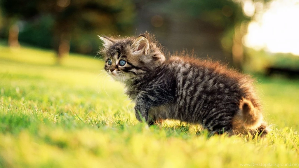 1600x900 Fluffy Kitten Nature Wallpapers