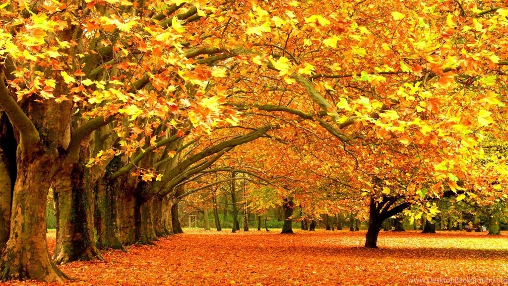 Wallpapers Fast Nature And Responsive Has Become Quite Costly Any ...