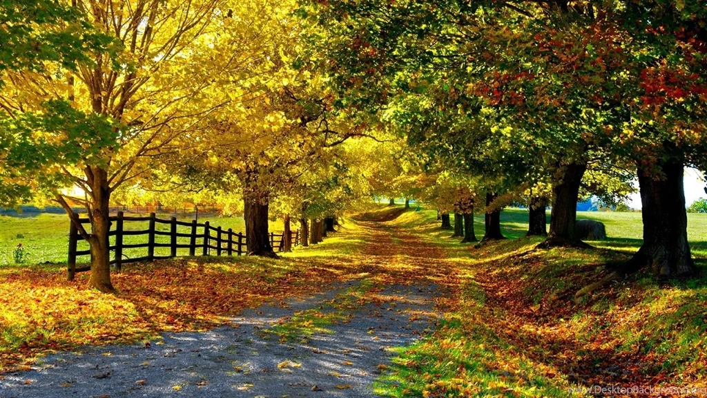 Nature Autumn Yellow Leaves Trees Road Fence   1600x900 IWallHD ...